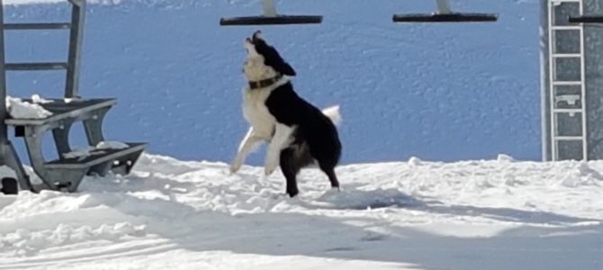 Dog enjoying the ski lift video