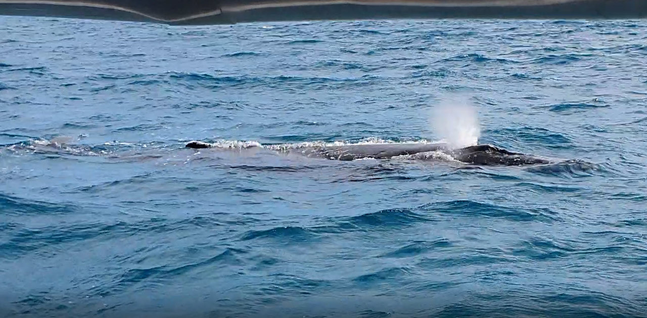 Hervey Bay Whale Watching – Travel The Bucket List