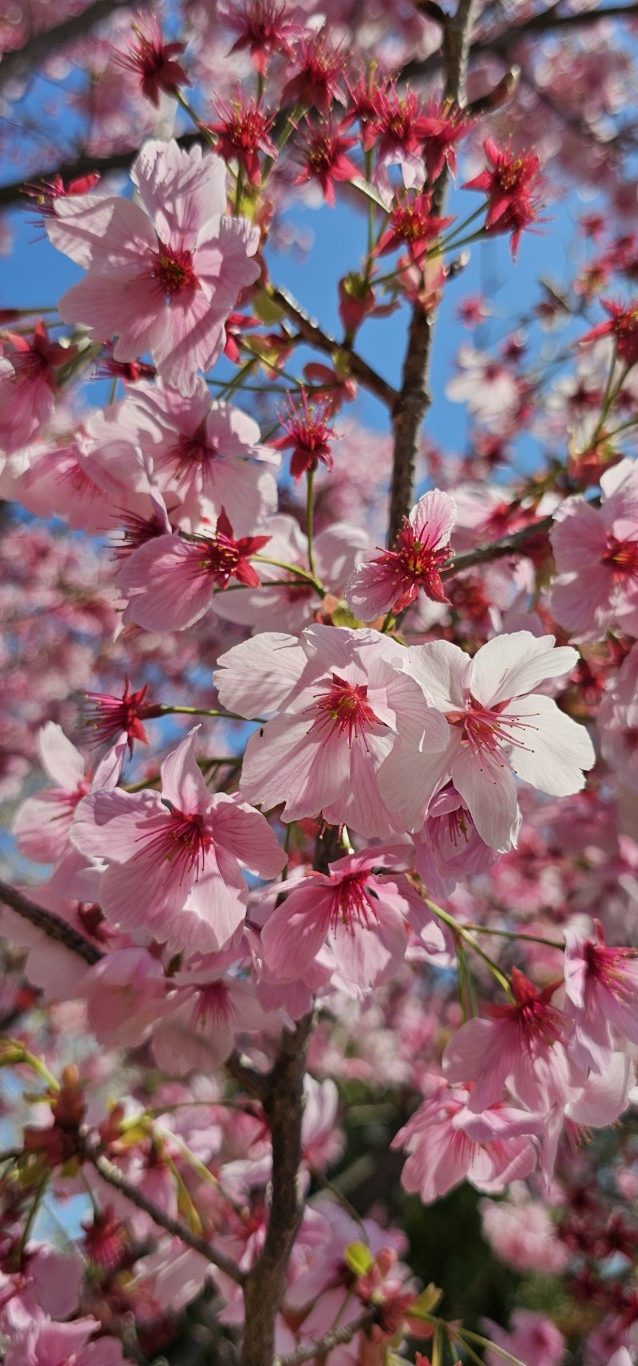 Cherry Blossom – Sakura season Japan Cherry Blossom – Sakura season Japan